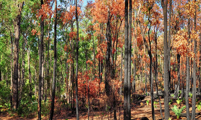 How to prepare for the summer heat and bushfire season