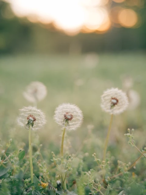 aaron-burden-A1JhUxeAlaM-unsplash.jpg
